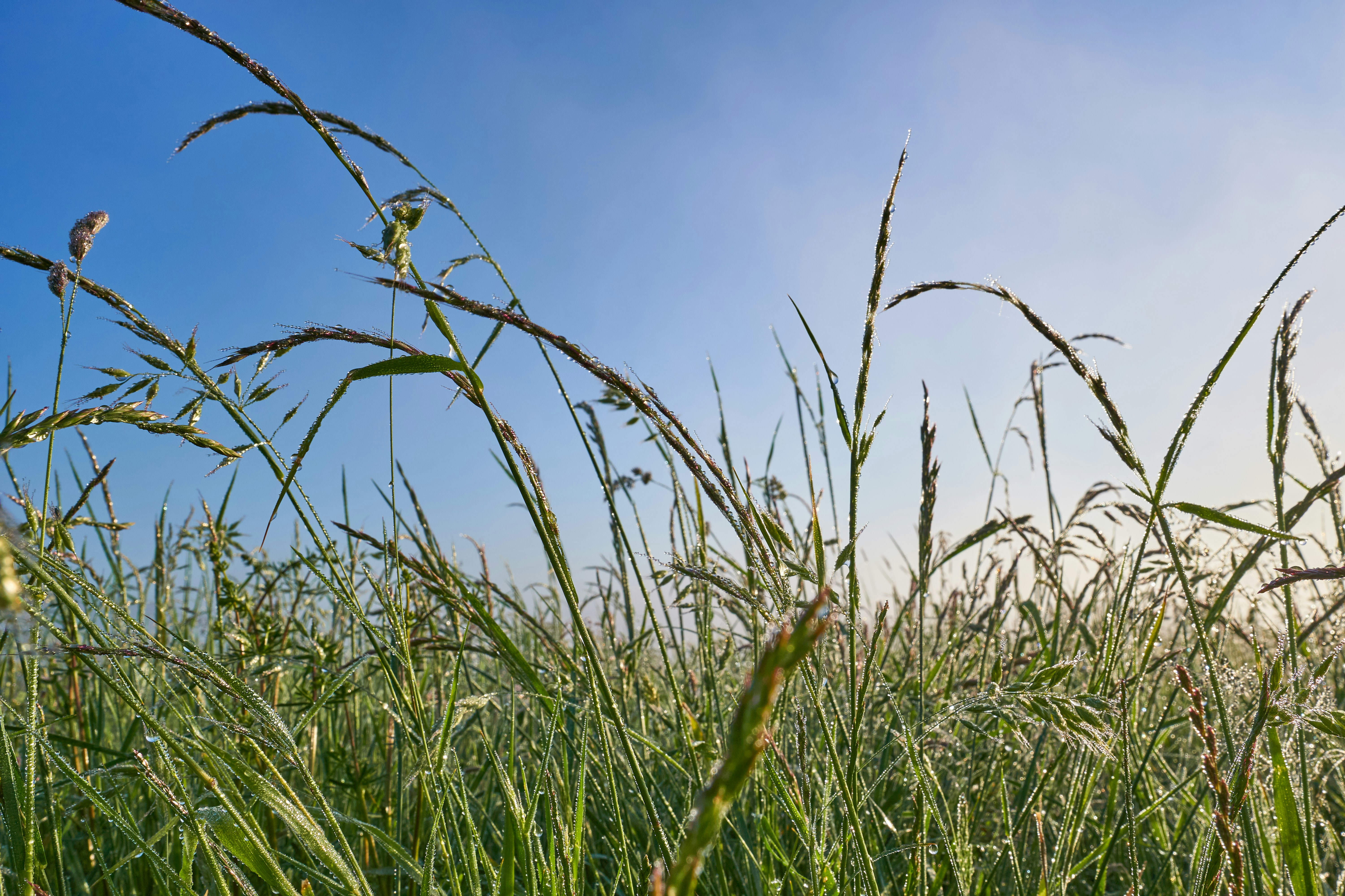 Photo by wolfgang_hasselmann