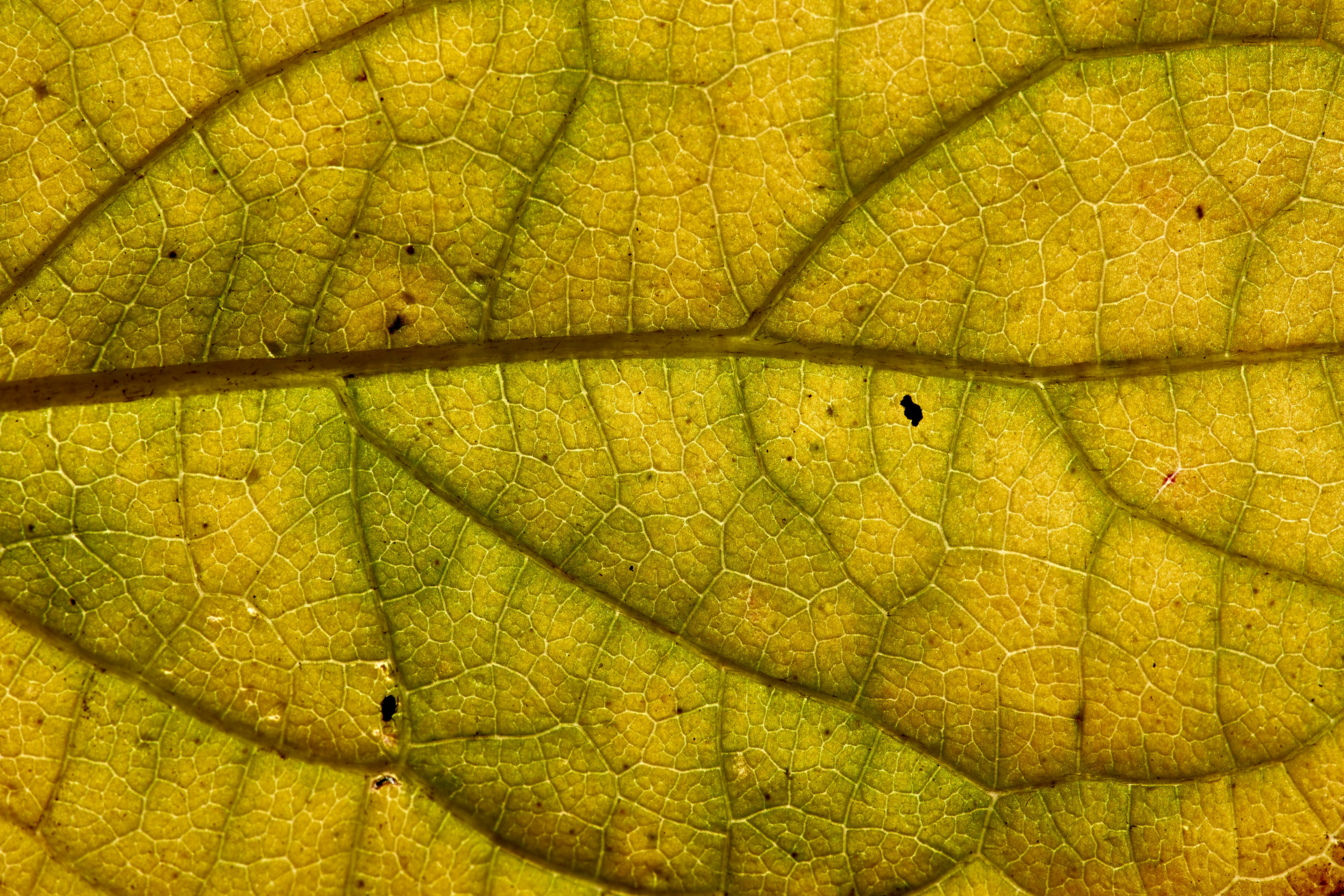 Photo by wolfgang_hasselmann