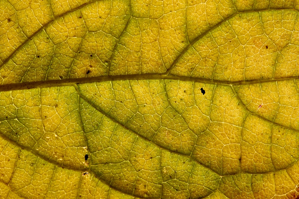 green leaf in close up photography