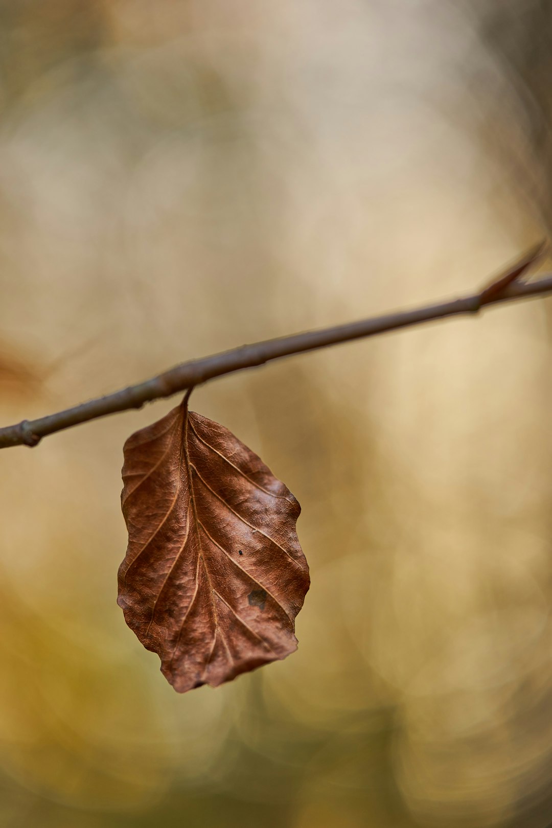 brown leaf in tilt shift lens