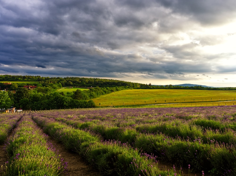 green grass field under cloudy sky during daytime