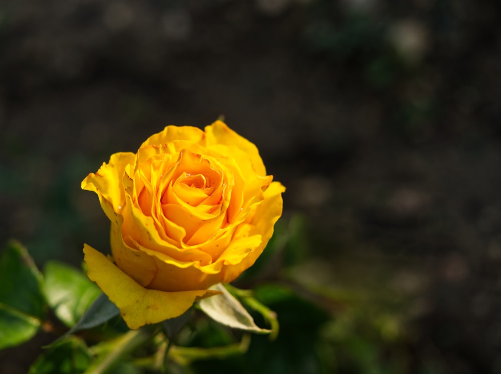 yellow rose in bloom during daytime