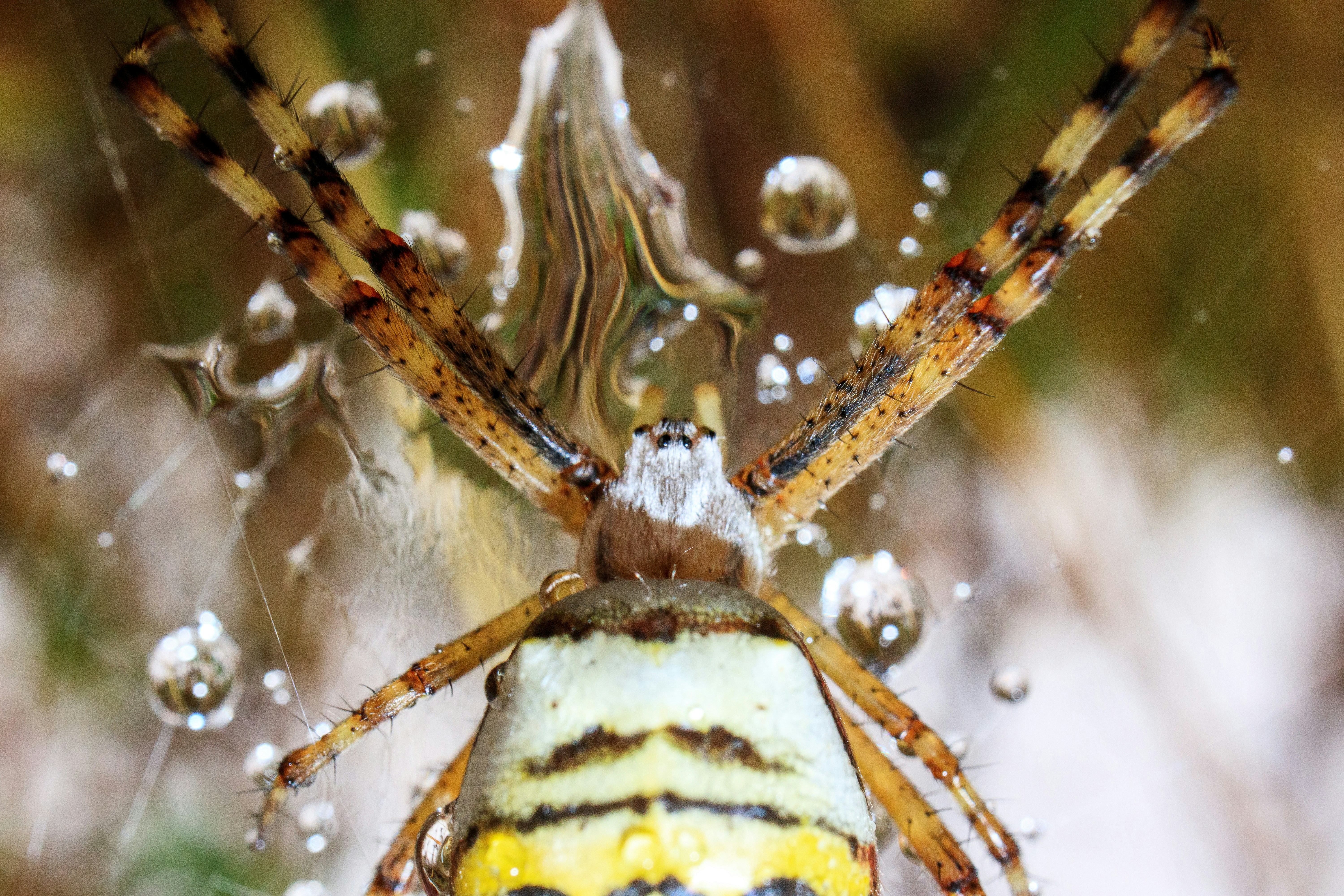 Photo by grievek1610begur