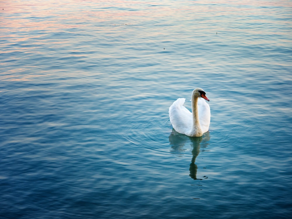 white swan on body of water during daytime