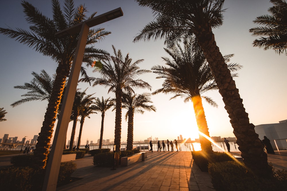 people walking on sidewalk near palm trees during sunset