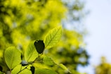 A close-up of vibrant green leaves illuminated by sunlight.