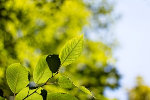 A close-up of vibrant green leaves illuminated by sunlight.