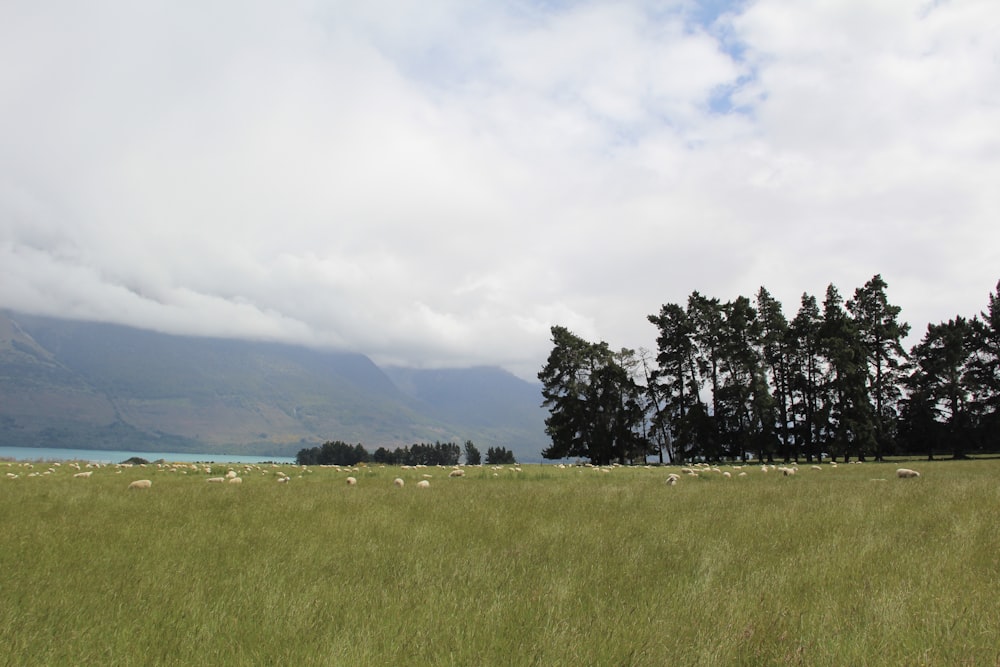 green grass field near green trees under white clouds during daytime