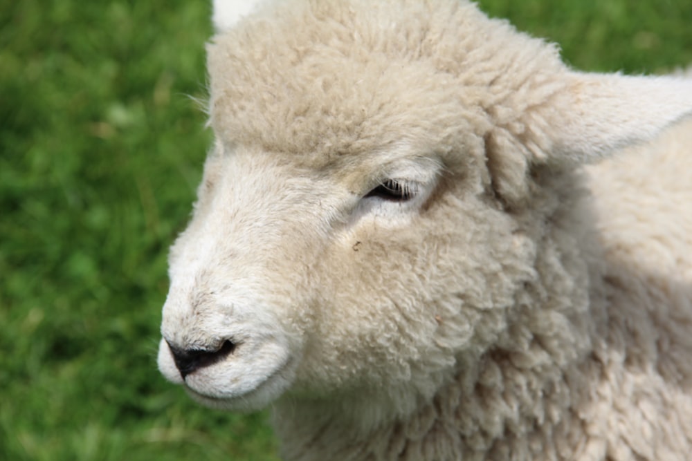 white sheep on green grass during daytime