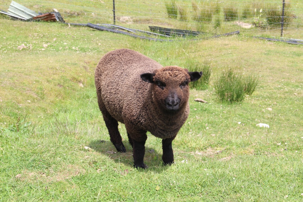 brown sheep on green grass field during daytime