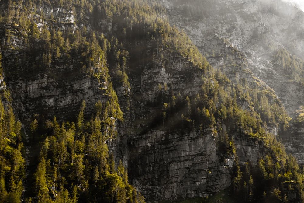 green trees on mountain during daytime