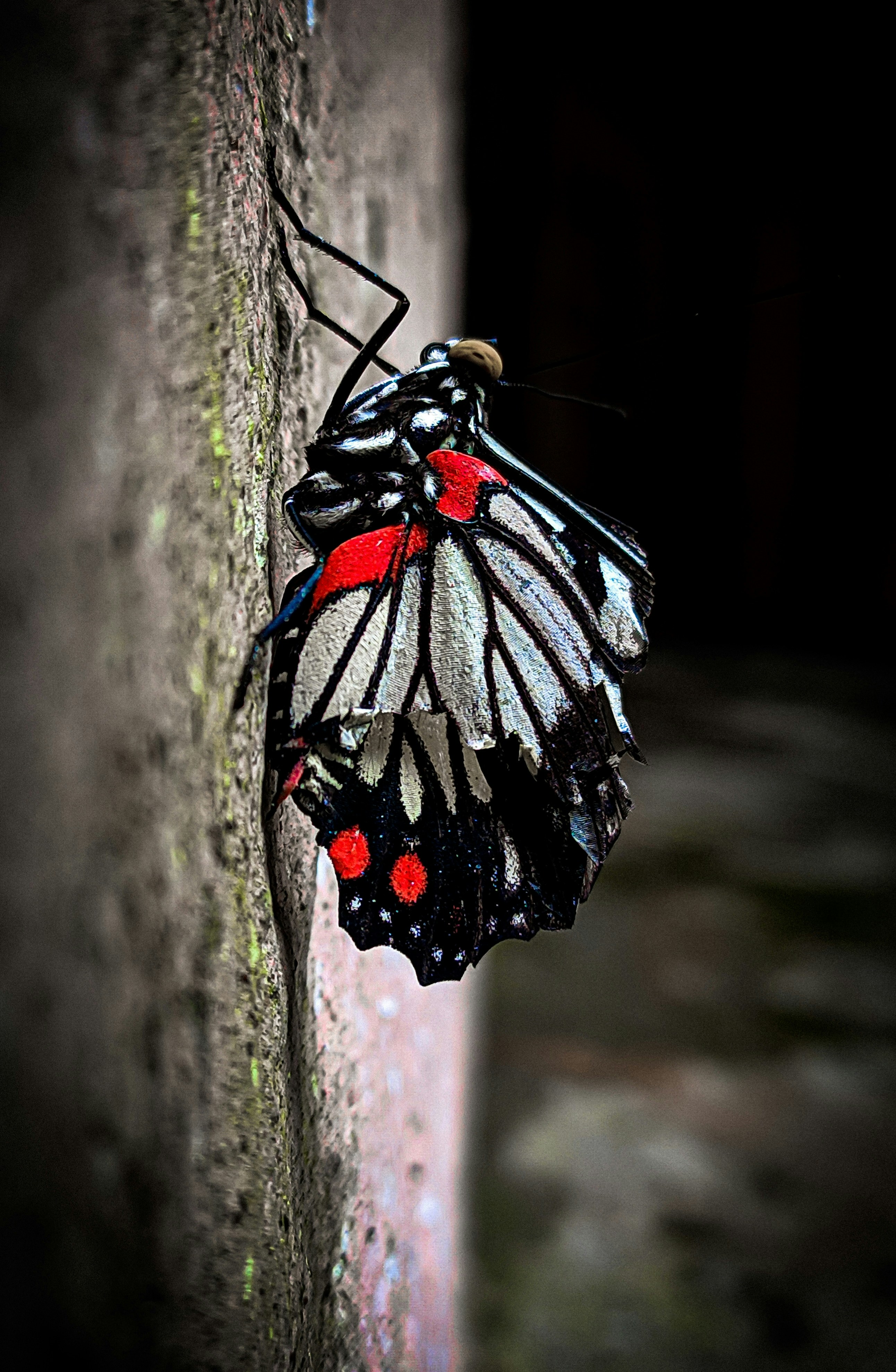 black white and red butterfly on brown tree trunk