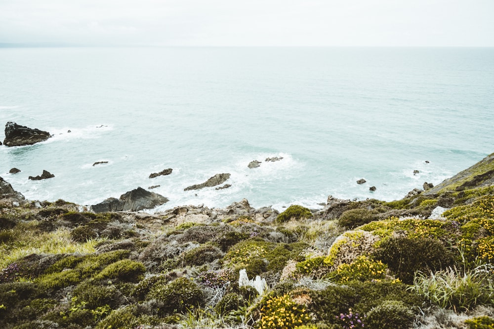 green moss on rocky shore during daytime