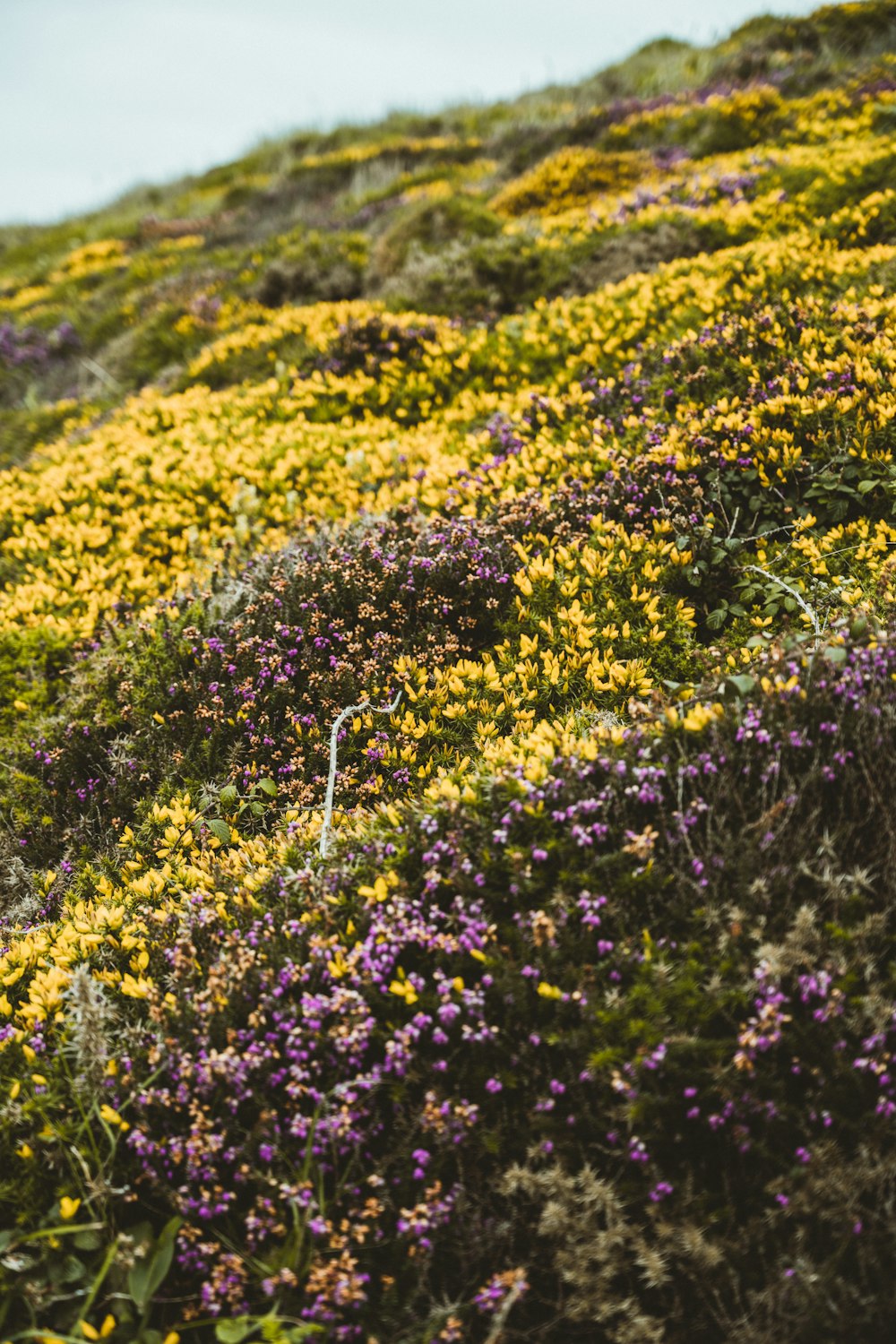 yellow flower field during daytime