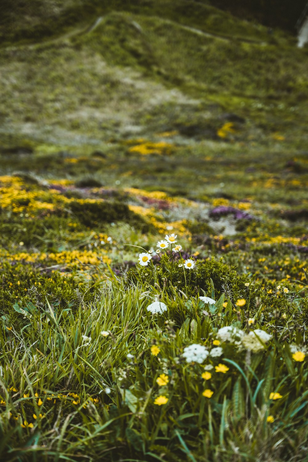 fiori bianchi e gialli su campo di erba verde
