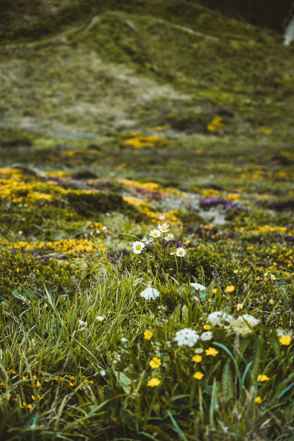 white and yellow flowers on green grass field