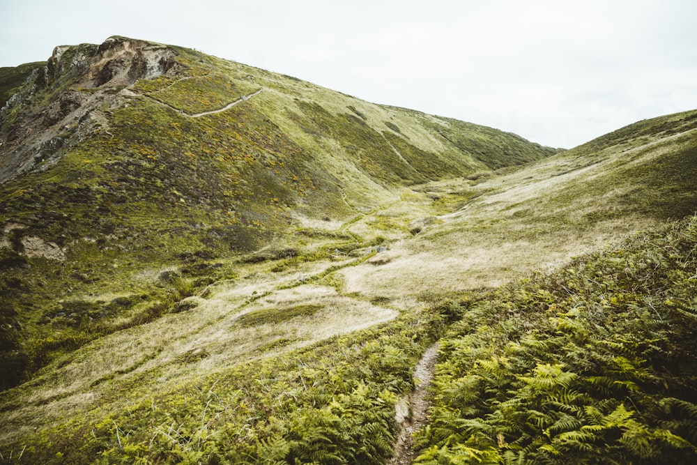 green grass field on mountain during daytime