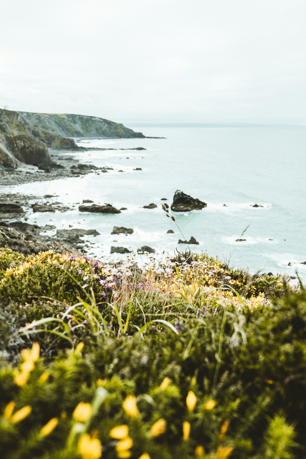 green grass on rocky shore during daytime