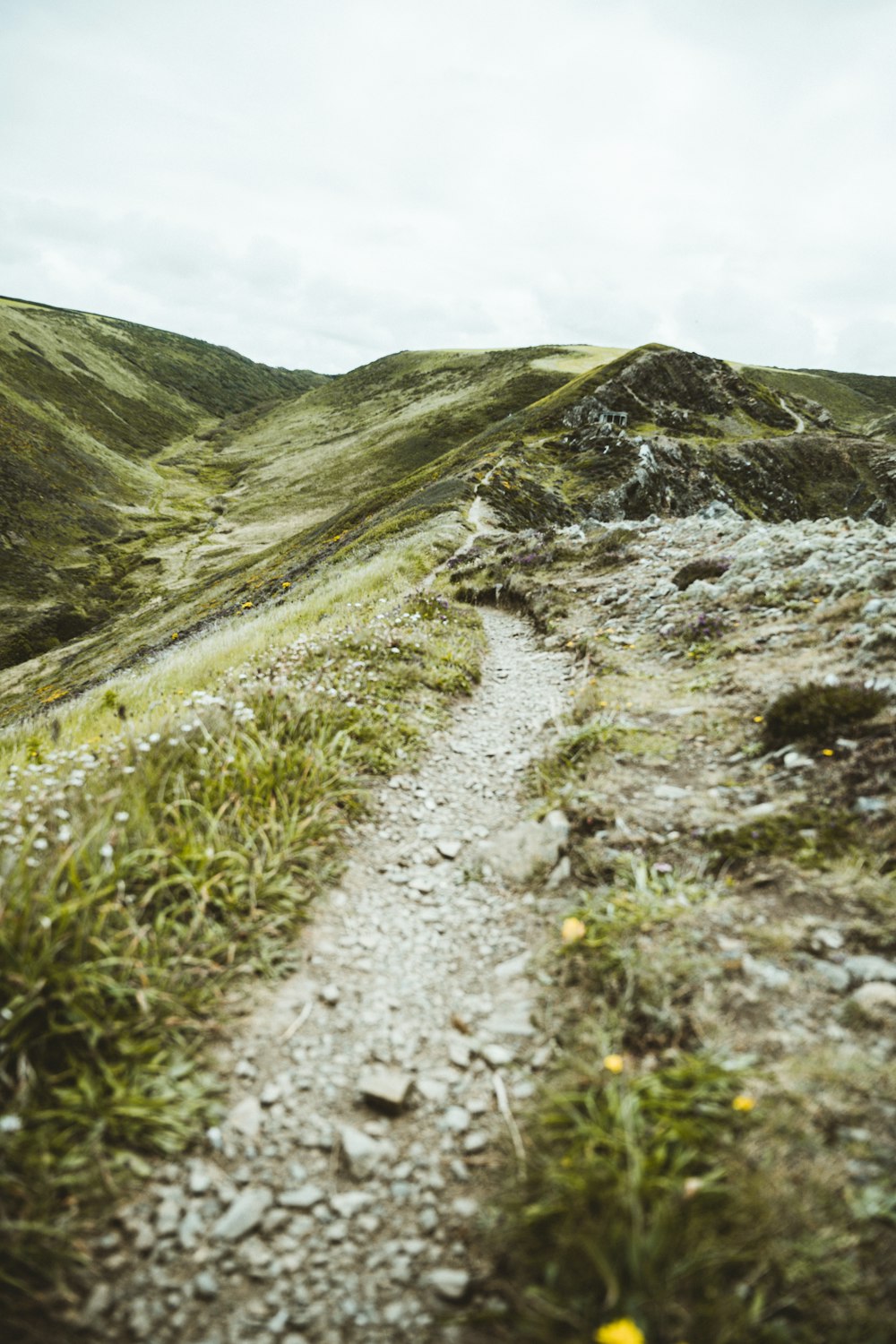 a dirt path in the middle of a grassy area