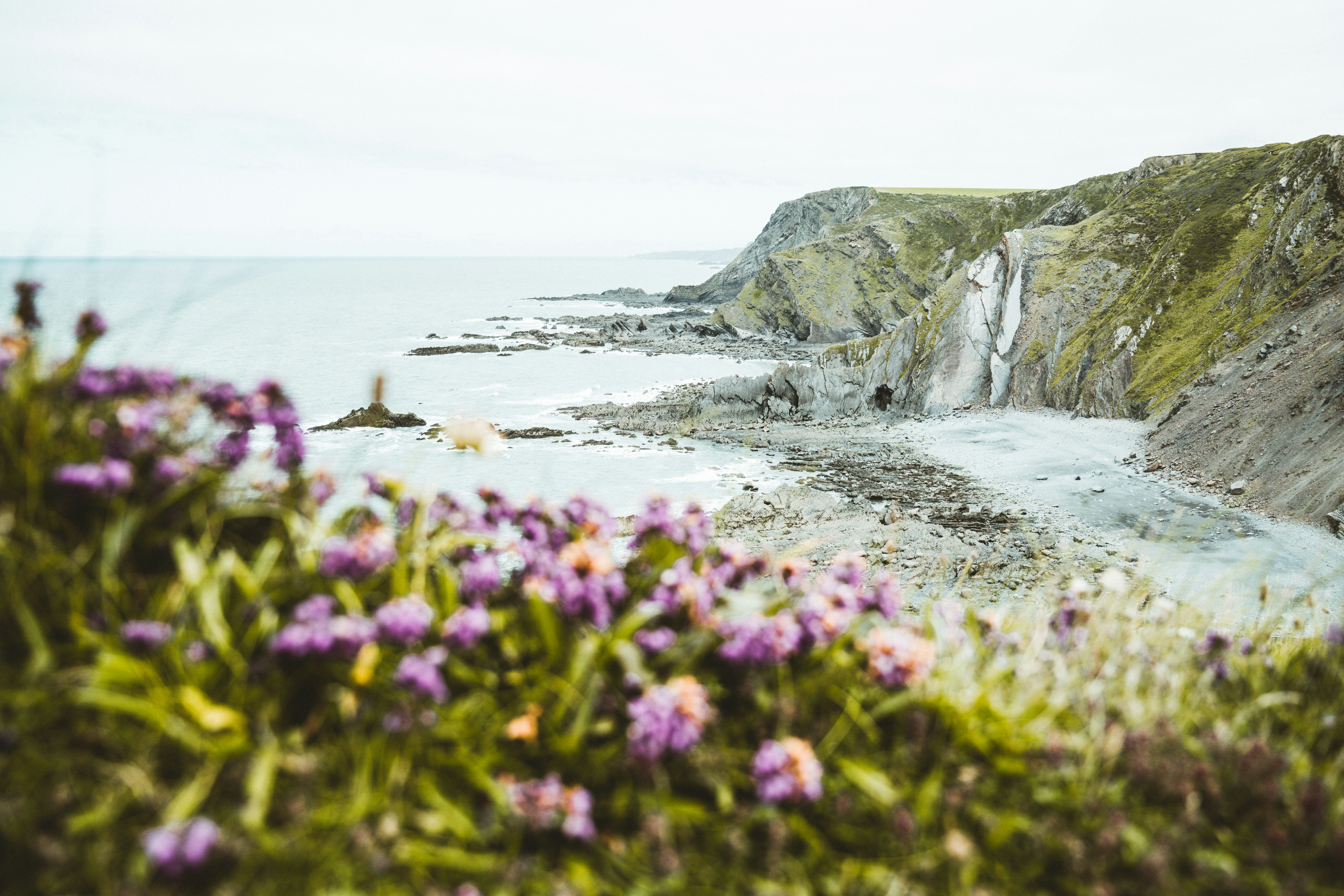purple flowers on rocky shore by the sea during daytime