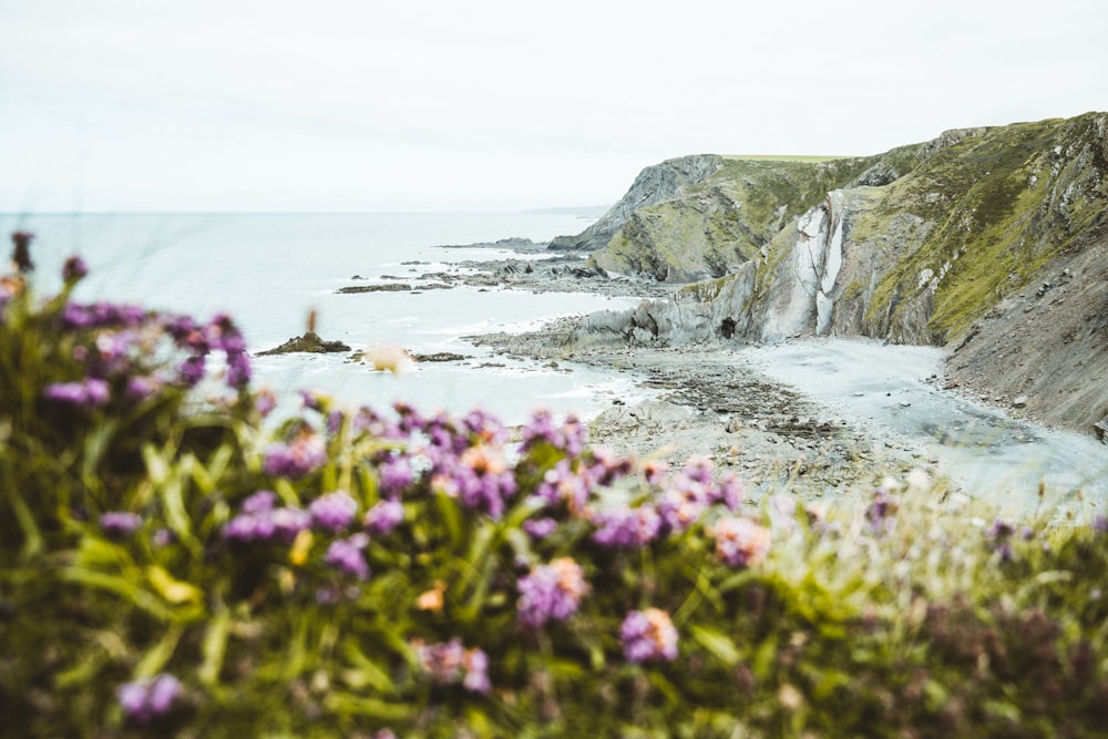 purple flowers on rocky shore by the sea during daytime