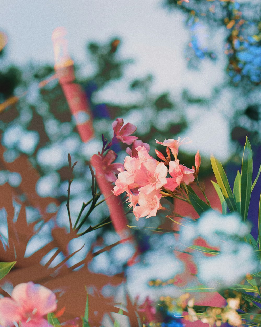 pink flower in tilt shift lens