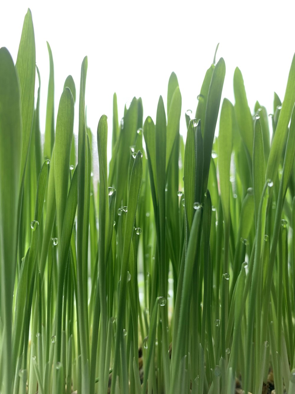 green grass field during daytime