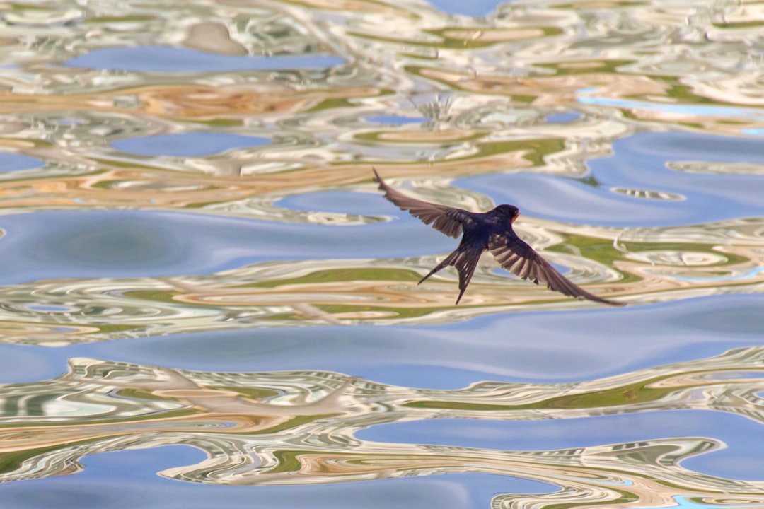  black bird flying over water during daytime swallow