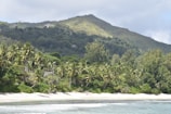 green trees on mountain near sea during daytime