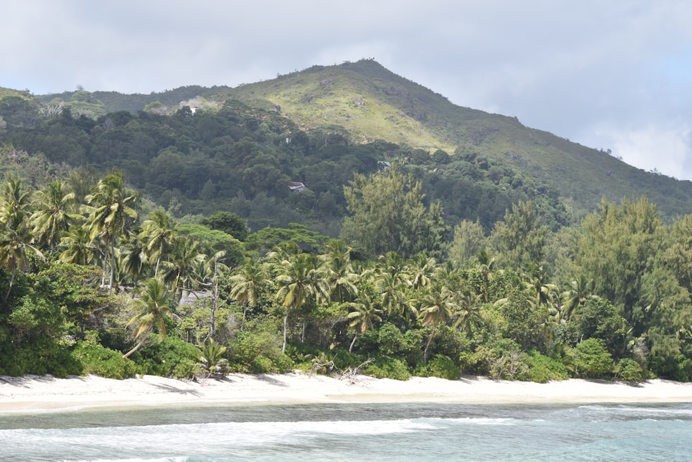 green trees on mountain near sea during daytime