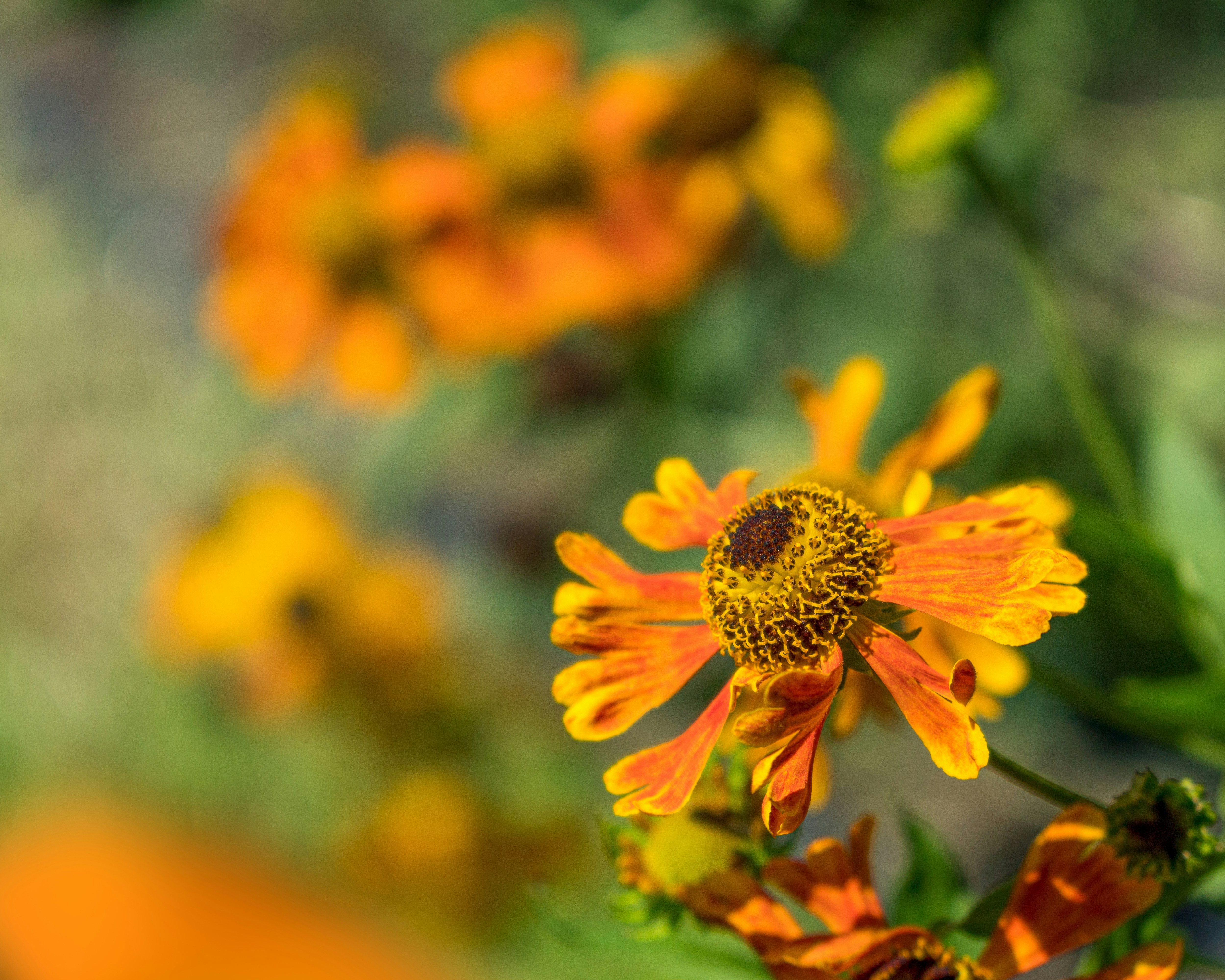 Photo by schnitzgeli