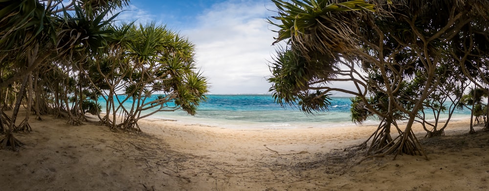 Palmier vert sur la plage pendant la journée