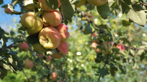 Close-up of a mature apple tree pruned using the Oeschberg method in a sunny orchard.