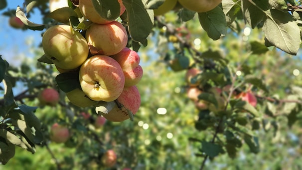 A close-up of ripe apples hanging on a tree branch with a bright yellow band tied around the trunk.