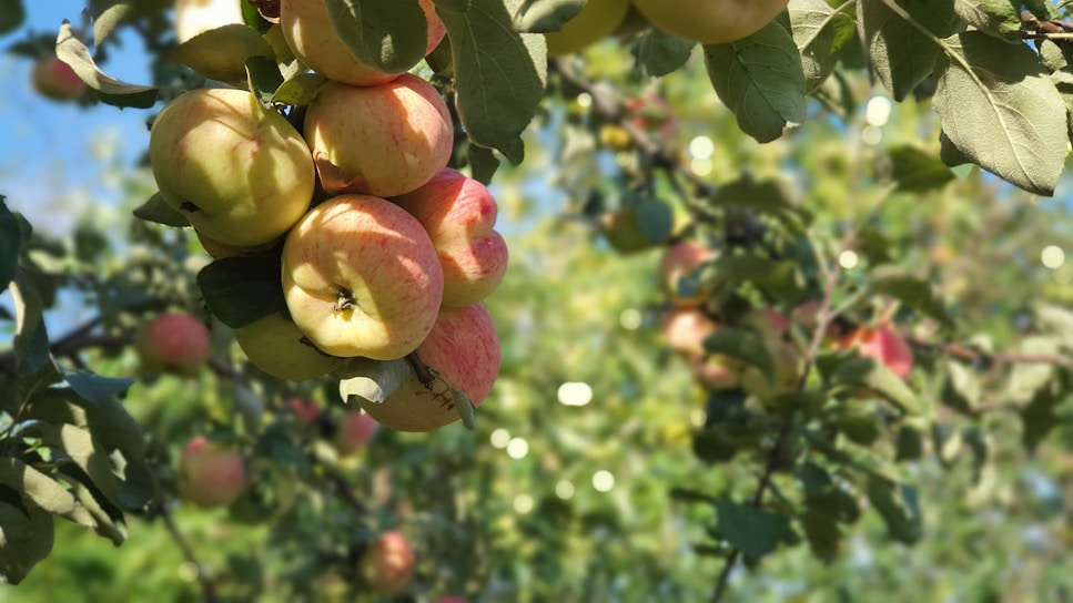 A close-up of ripe, juicy apples hanging on a tree branch under soft sunlight.