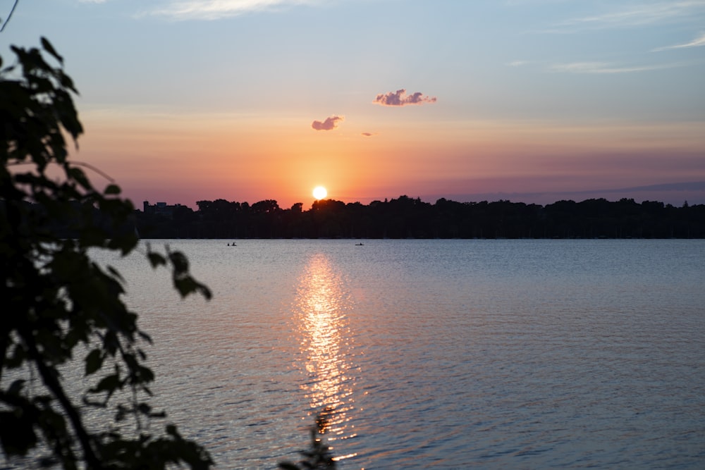 silhouette of trees near body of water during sunset