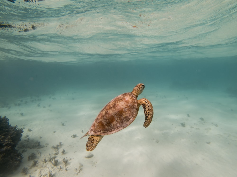 brown sea turtle in water