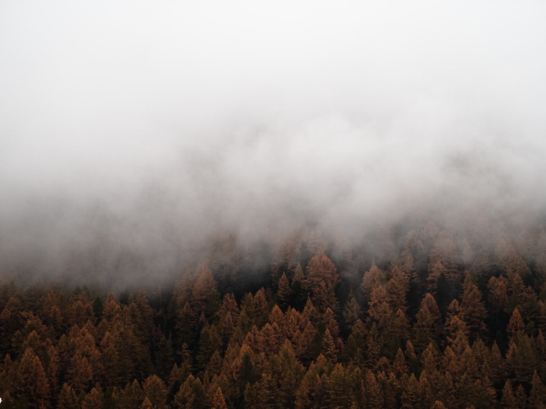 green and brown trees under white clouds