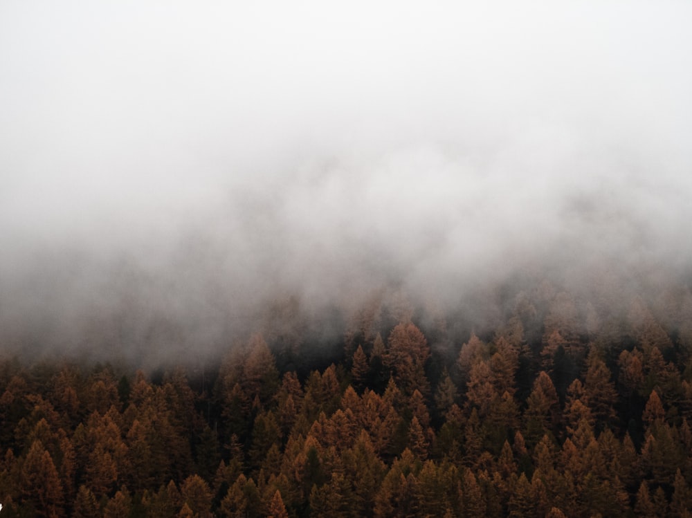 green and brown trees under white clouds