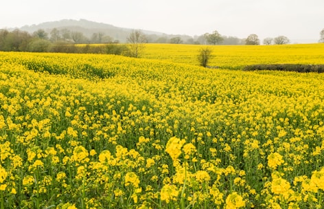 A vast expanse of yellow rapeseed flowers stretches across rolling fields, creating a vibrant and serene landscape. The bright yellow blossoms are densely packed, with patches of green foliage interspersed. In the distance, a line of trees marks the boundary between the fields and a backdrop of misty hills under a pale, overcast sky.