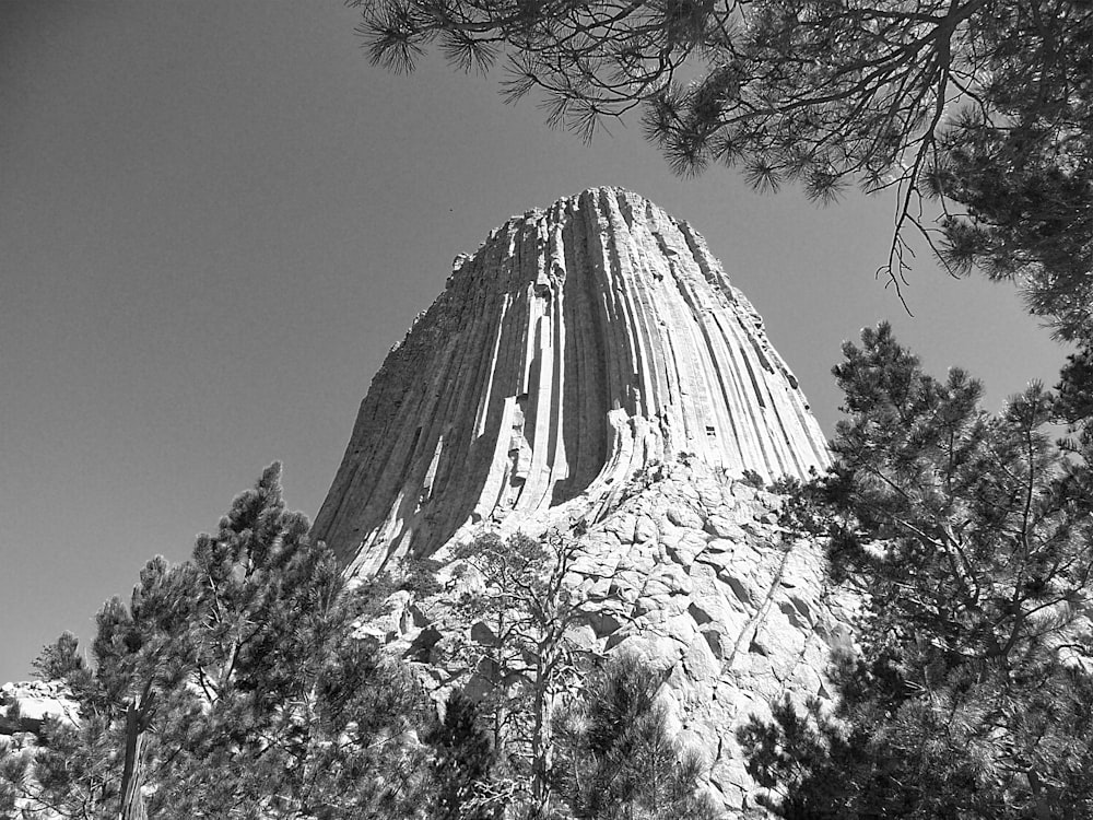 grayscale photo of trees and mountain