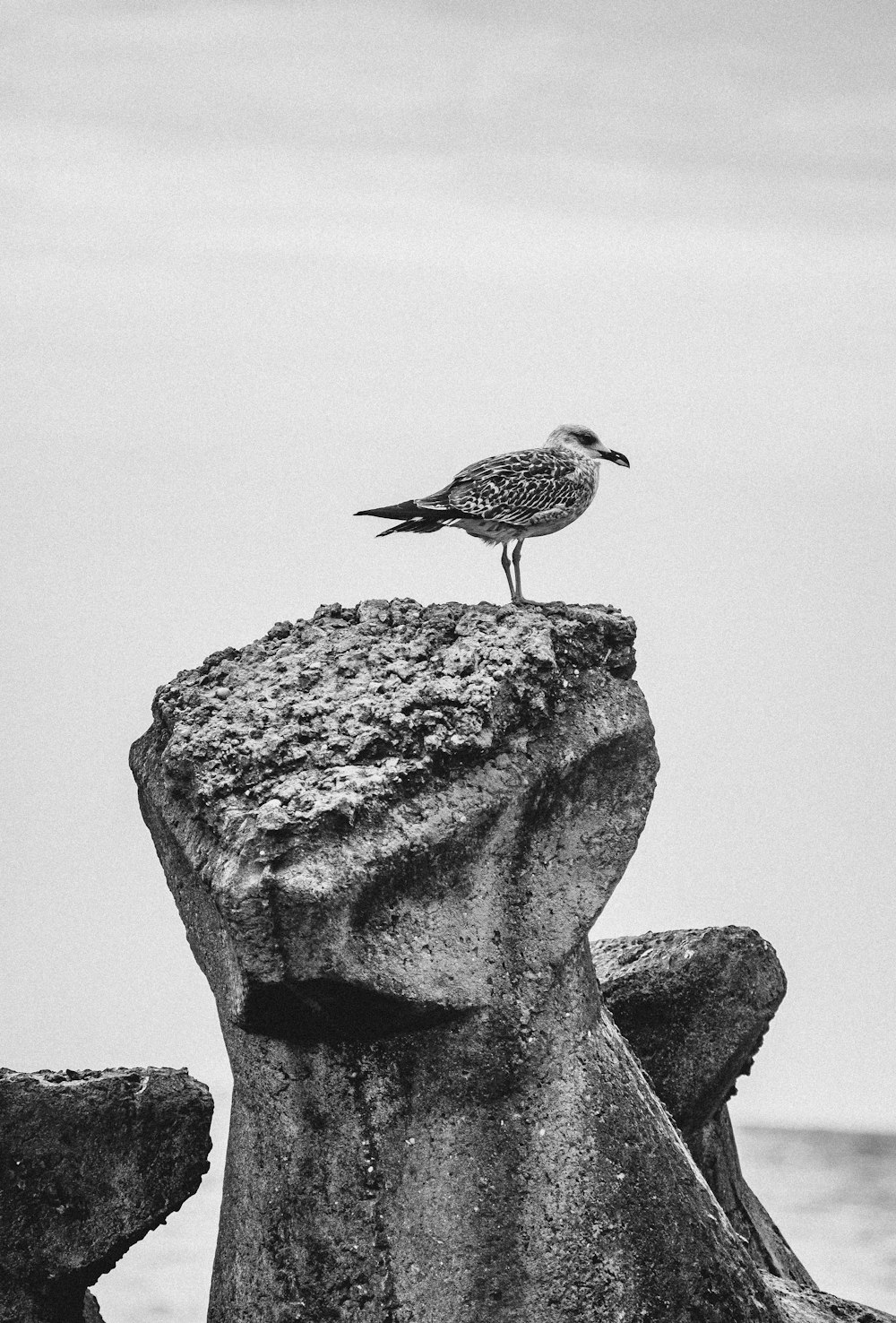 grayscale photo of bird on rock