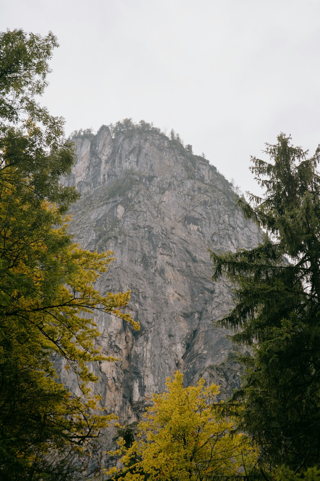 green trees near gray mountain during daytime