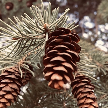 brown pine cone in close up photography