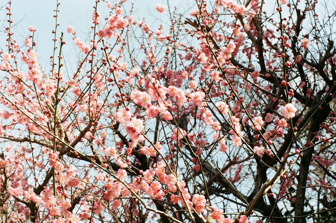 flower photography