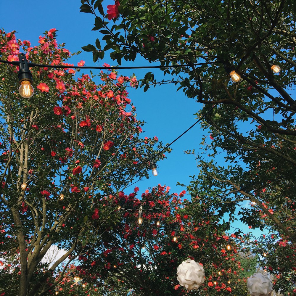 weißes rundes Ornament am Baum tagsüber