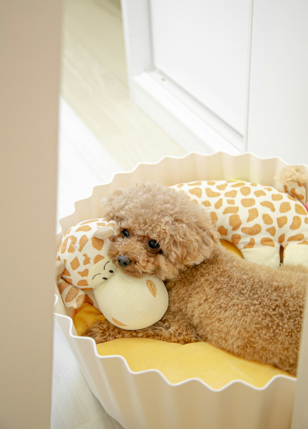 brown poodle puppy on white and brown polka dot textile