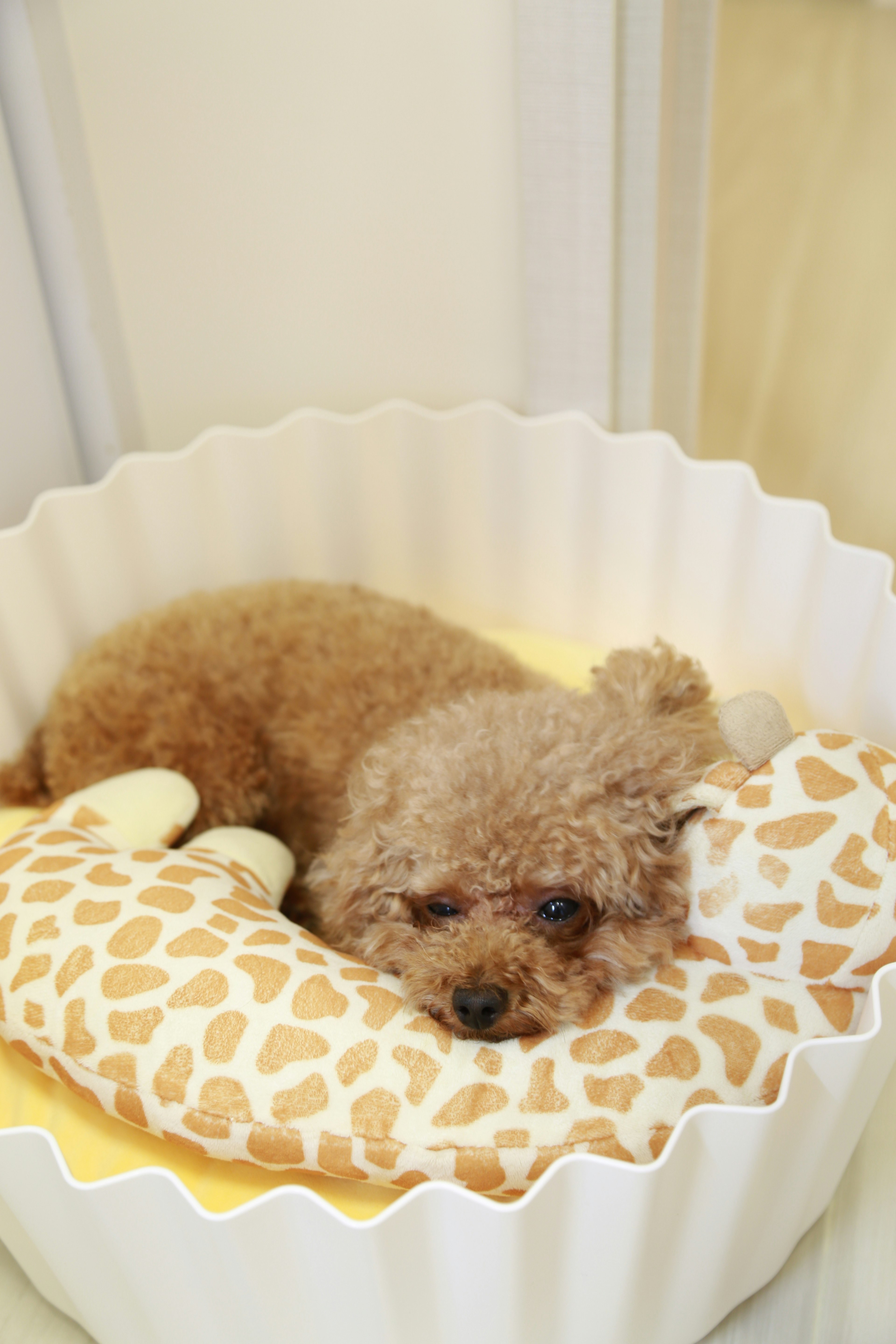 brown poodle on white and brown polka dot textile