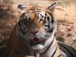 A close-up of a Bengal tiger displaying its striking orange coat with black stripes, prominent white fur around its face, and a pink nose. Its eyes are half-closed, and its mouth is slightly open with visible teeth. The background appears to be a natural habitat with a mix of blurry earthy tones, suggesting a zoo or sanctuary setting.