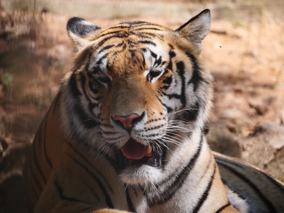 A close-up of a Bengal tiger displaying its striking orange coat with black stripes, prominent white fur around its face, and a pink nose. Its eyes are half-closed, and its mouth is slightly open with visible teeth. The background appears to be a natural habitat with a mix of blurry earthy tones, suggesting a zoo or sanctuary setting.
